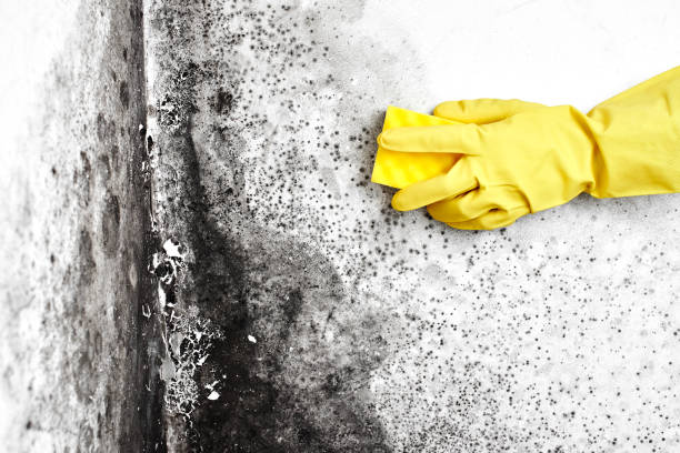 Why You Should Choose Our Mold Remediation Services in Scottville, MI